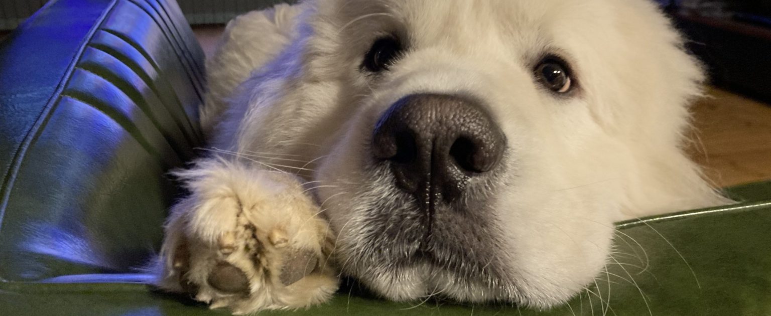 ドアップでかわいい大型犬白い犬